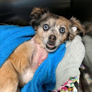 Meet your Posher, Traci